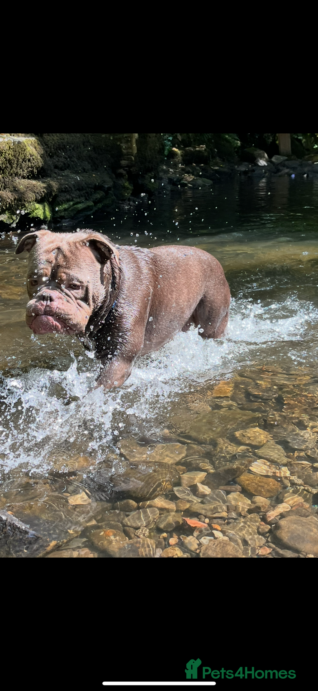 Dorset Olde Tyme Bulldogge dogs for stud: Rolo  - Image 4