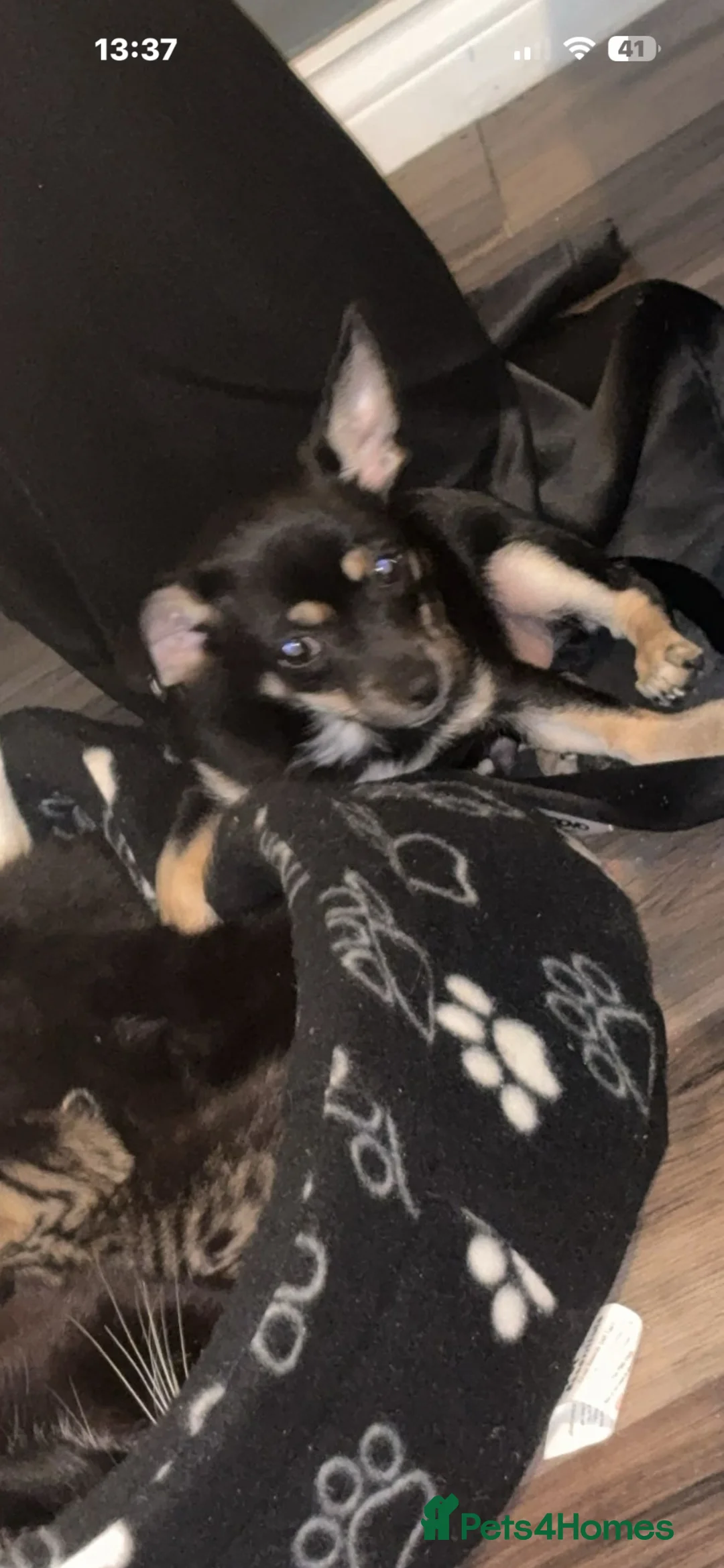Chihuahua dogs for sale: Black and Tan chihuahua  - Advert 6