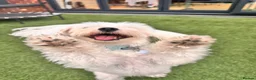 Bichon Frise dogs for sale: 🐾 Ace – Sweet dog Looking for His Forever Home!  in Luton - Advert 4