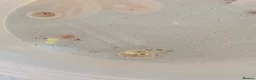 Axolotl reptiles for sale: Axolotl eggs and babies - Advert 6