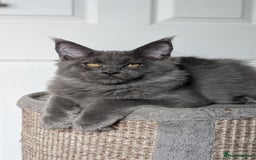 Maine Coon cats for sale: Maine coon kitten. Tica registered - Image 9