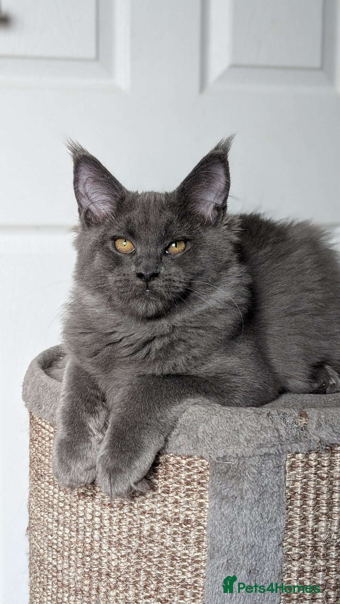 Maine Coon cats for sale: Maine coon kitten. Tica registered - Image 9