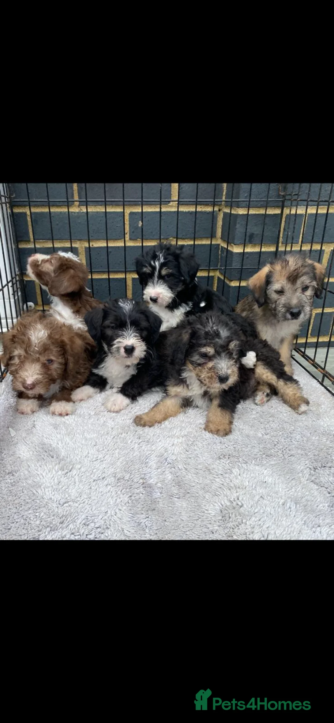 Mixed Breed dogs for sale: Bedlington x Jack Russell - Advert 6