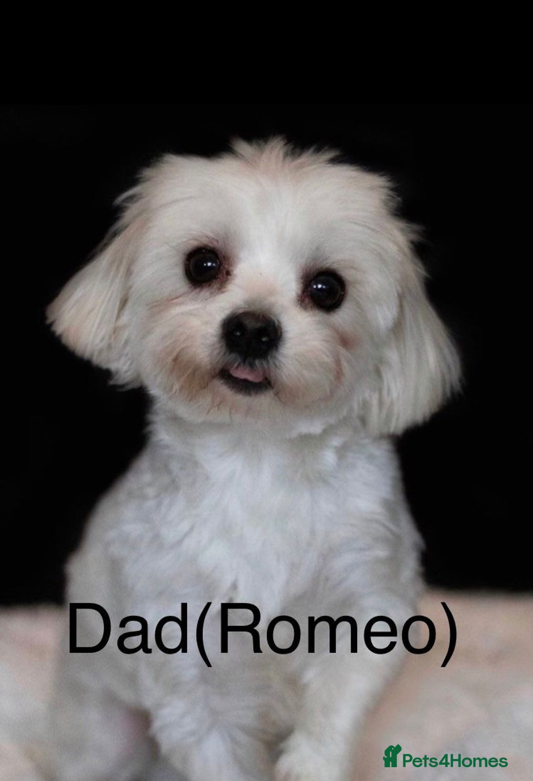 Maltese dogs for sale: Kc registered Maltese boys - Image 9