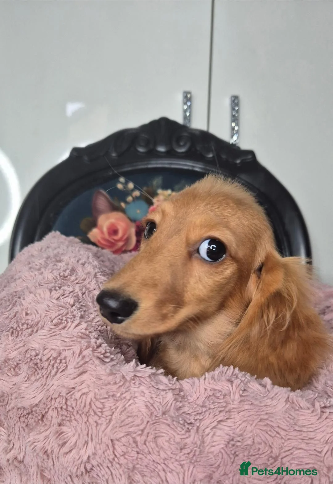 Miniature Dachshund dogs for sale: KC registered miniature dachshund girl - Advert 2