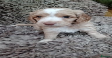 Cockapoo dogs - Advert 2