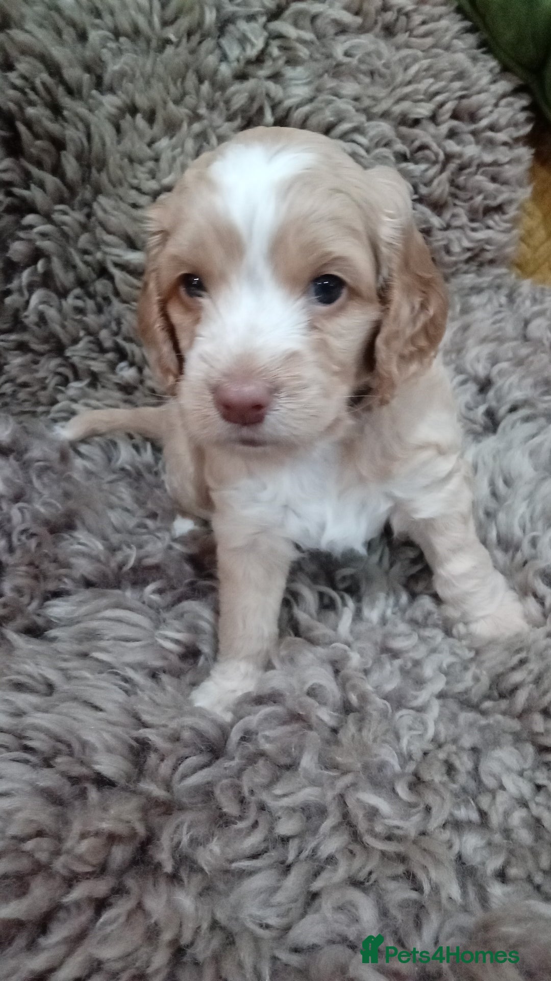 Cockapoo dogs for sale: F1B 5 STAR HEALTH CHECKED STUNNING COCKERPOOS  - Image 3
