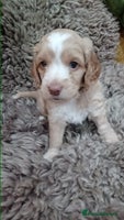 Cockapoo dogs - Advert 15