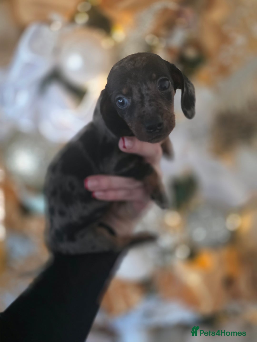 Dachshund dogs for sale: Daschund puppies - Advert 6