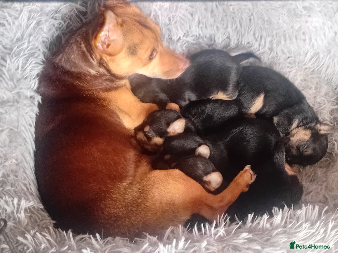 Jack Russell dogs for sale: Black and Tan Terriers  - Advert 1