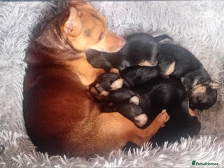 Jack Russell dogs Black and Tan Terriers - Advert 1