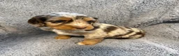 Cocker Spaniel dogs for sale: Merle cocker spaniel puppies - Advert 5