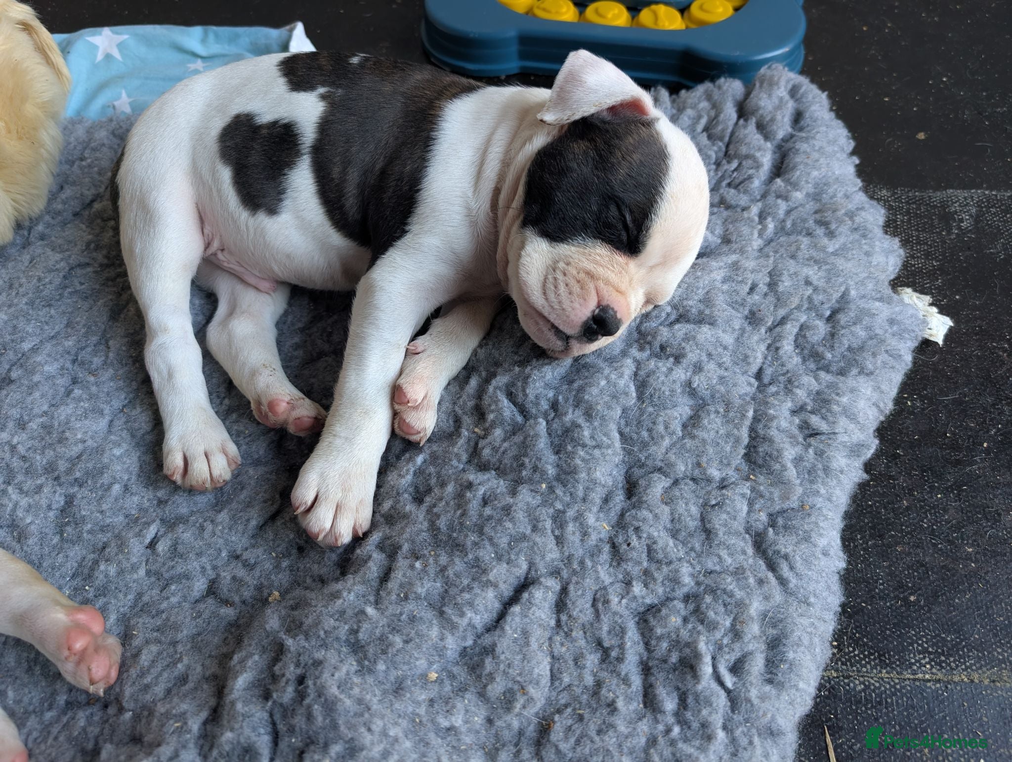 American Bulldog dogs Johnson American bulldog puppies - Advert 2