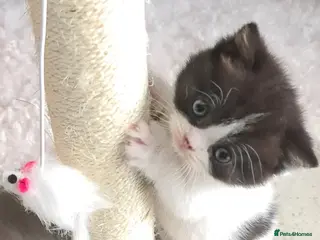 British Shorthair cats British shorthair kittens *LAST 2 KITTENS* - Advert 6