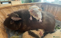 Guinea Pig rodents for sale: Purebred baby teddy guinea pigs - Image 3