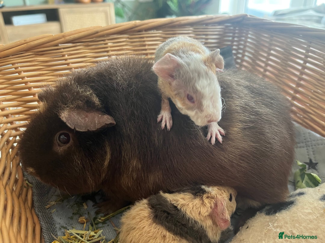 Guinea Pig rodents for sale: Purebred baby teddy guinea pigs - Image 3