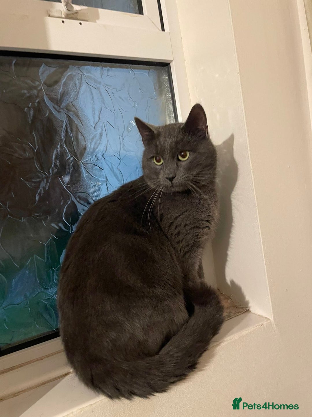 Mixed Breed cats for sale: Russian Blue mix boy - Advert 3