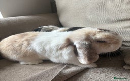 Mini Lop rabbits for sale: 2 x Mini lops with hutch  - Image 1