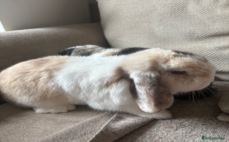 Mini Lop rabbits - Advert 5