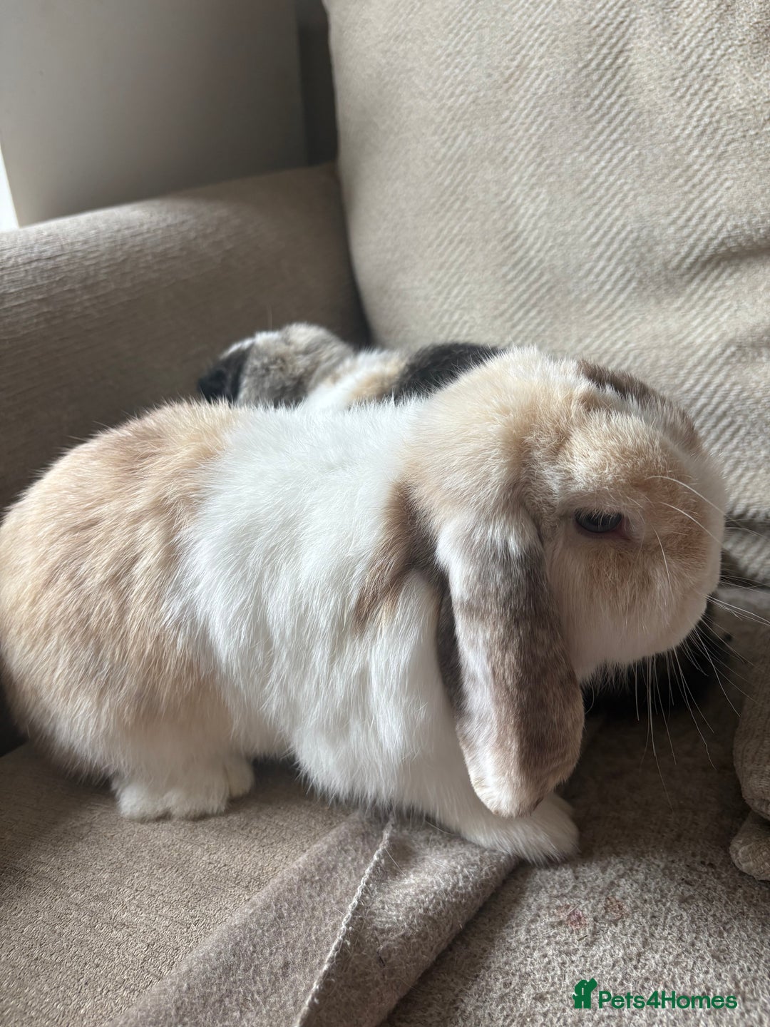 Mini Lop rabbits for sale: 2 x Mini lops with hutch  - Image 1