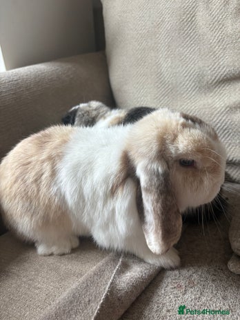 Mini Lop rabbits - Advert 19