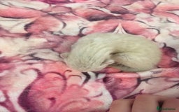Bengal cats for sale: Now taking deposits for December and February  - Image 5