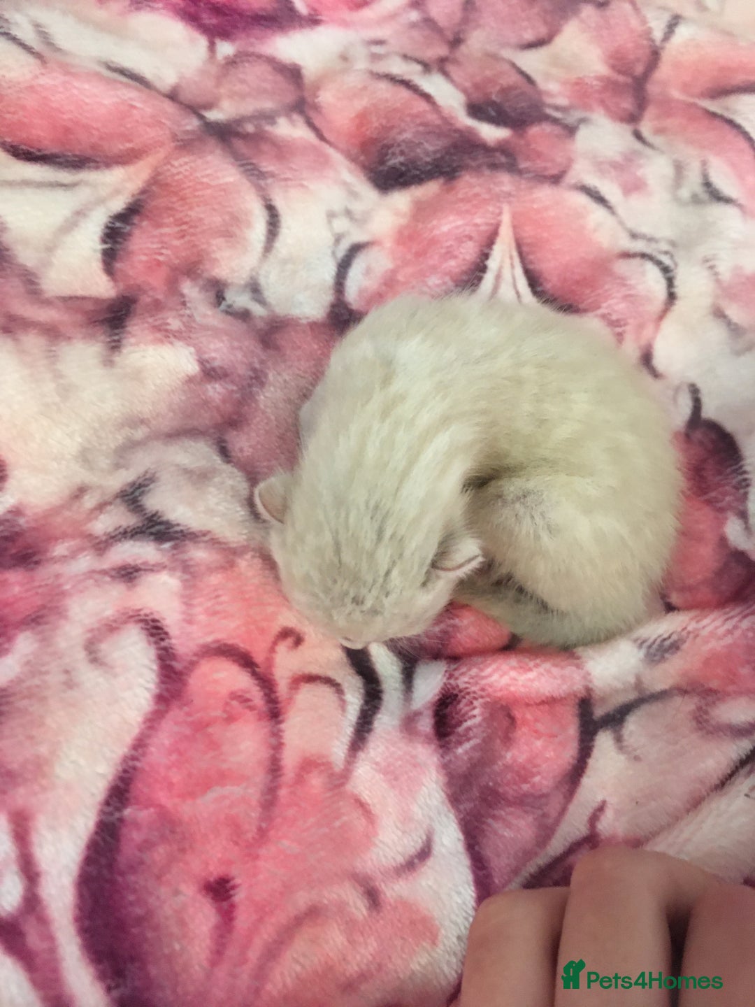Bengal cats for sale: Now taking deposits for December and February  - Image 5
