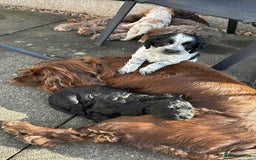 Cockapoo dogs for sale: Beautiful F1B Cockapoos with excellent bloodlines  - Image 7
