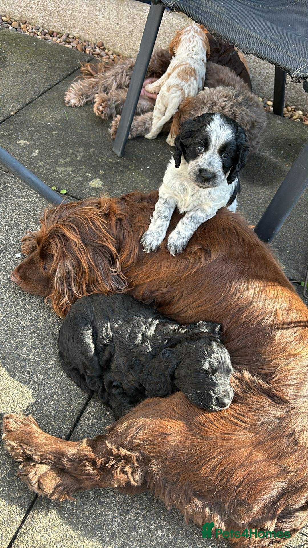 Cockapoo dogs for sale: Beautiful F1B Cockapoos with excellent bloodlines  - Image 7
