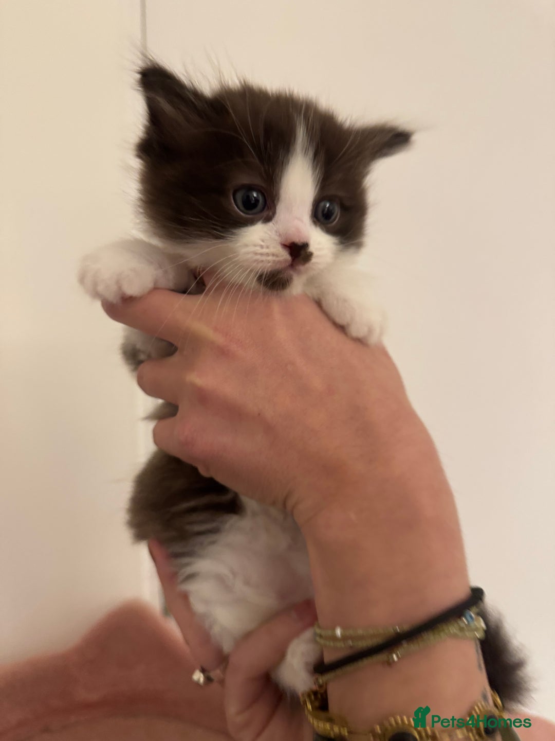 Ragdoll cats for sale: 5 beautiful kittens, 3/4 ragdoll 1/4 tabby - Advert 21