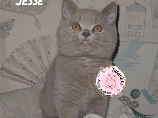 British Shorthair cats GCCF REGISTERED BRITISH SHORTHAIR KITTENS - Advert 13