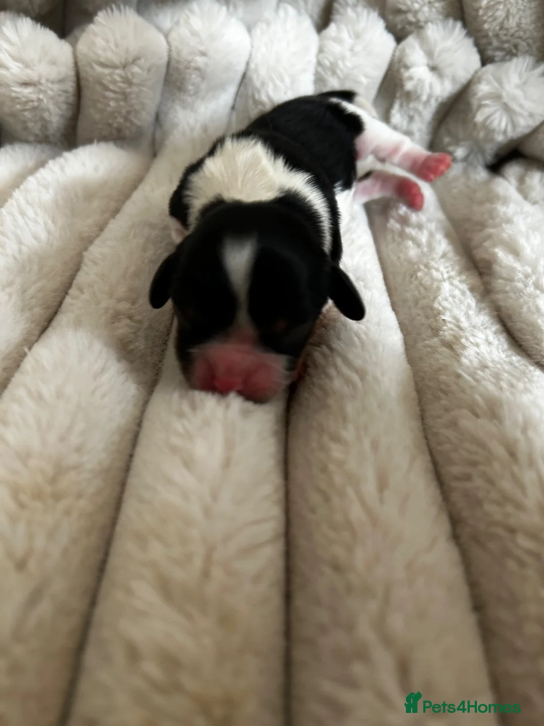 Cavalier King Charles Spaniel dogs for sale: Exceptional cavalier King Charles puppies  - Advert 13