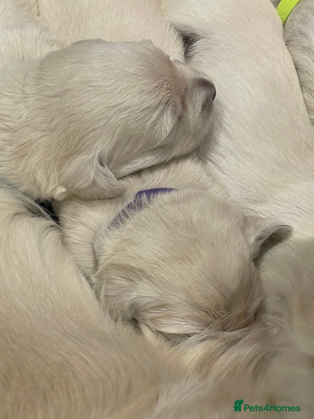 Golden Retriever dogs for sale: Quality Bred Golden Retriever Puppies - Advert 14