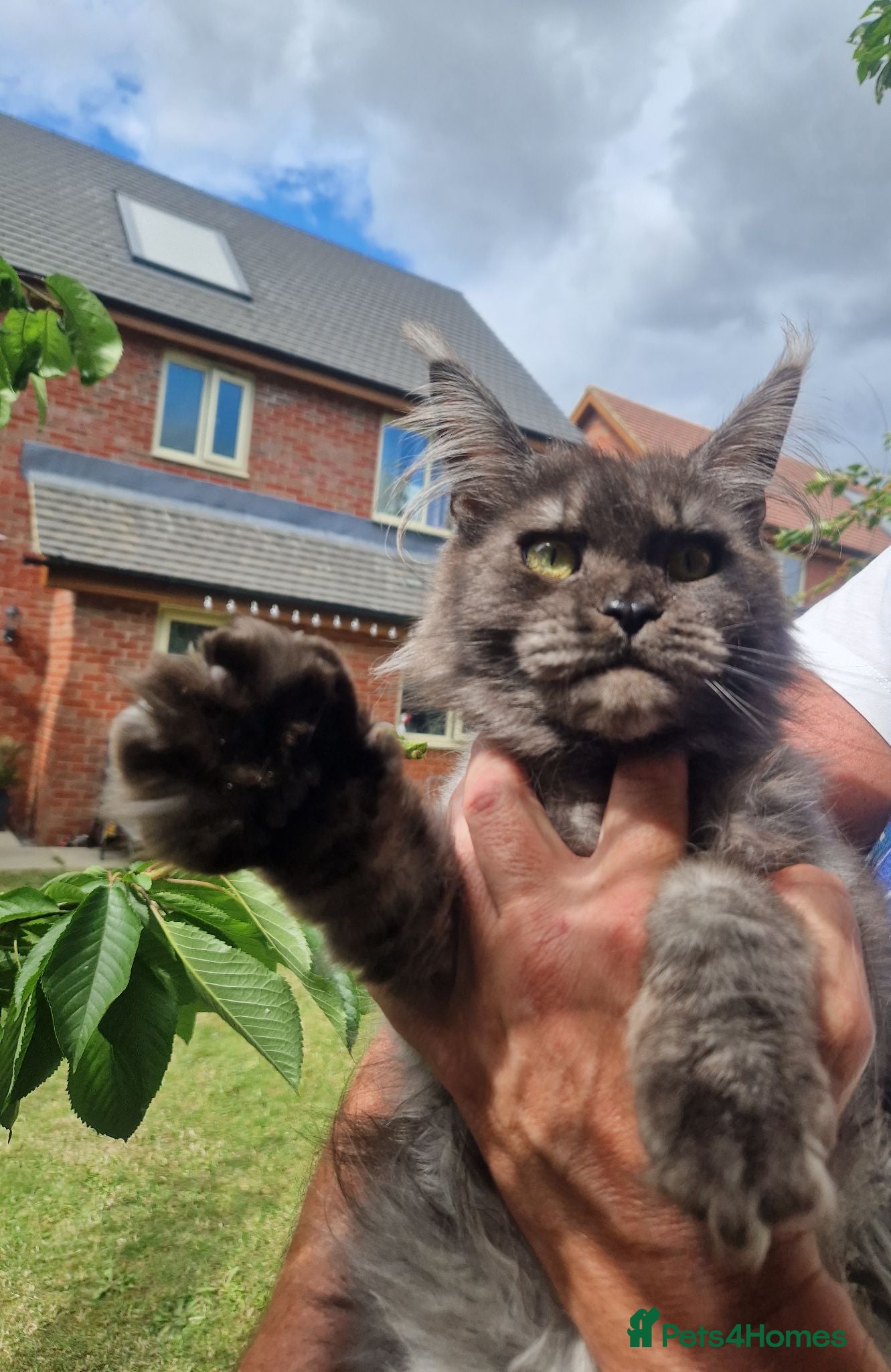 Maine Coon cats for sale: Maine coon  - Advert 1