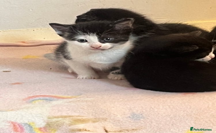 Mixed Breed cats for sale - Advert 1