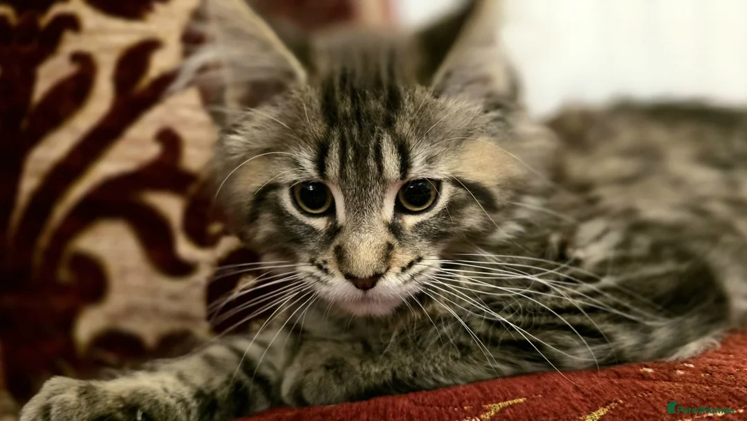 Maine Coon cats for sale: Beautiful Lady Orange Maine Coon Kitten - Advert 2