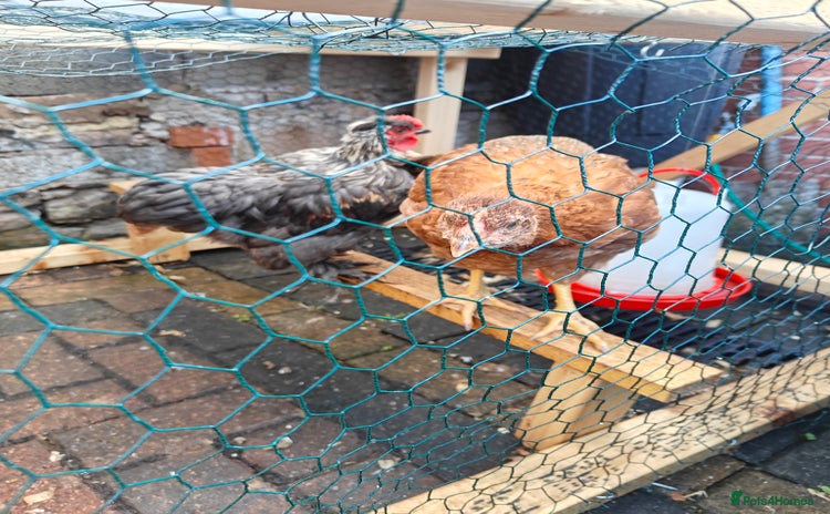 Chickens poultry - Advert 1