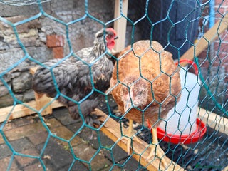 Chickens poultry - Advert 21