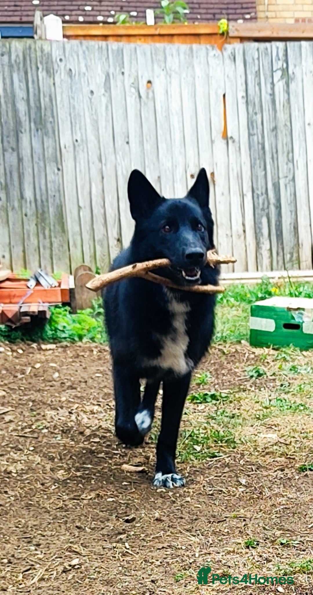Shepsky dogs for sale: Nyxie - Image 7