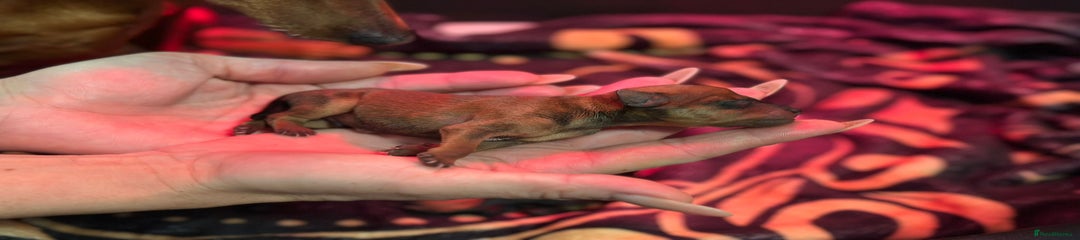 Miniature Pinscher Red (tan) boy 