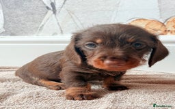 Miniature Dachshund dogs for sale: Quality miniature dachshund puppies  - Image 15