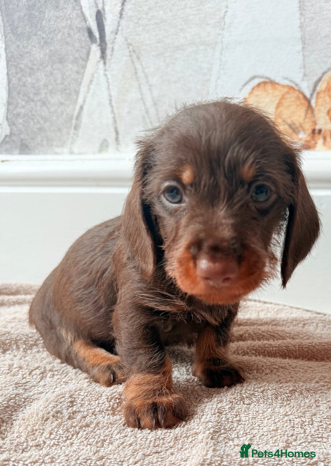 Miniature Dachshund dogs for sale: Quality miniature dachshund puppies  - Image 15