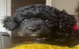 Cavapoochon dogs for sale: DNA clear, home raised, happy Cavapoochon Puppies - Image 6