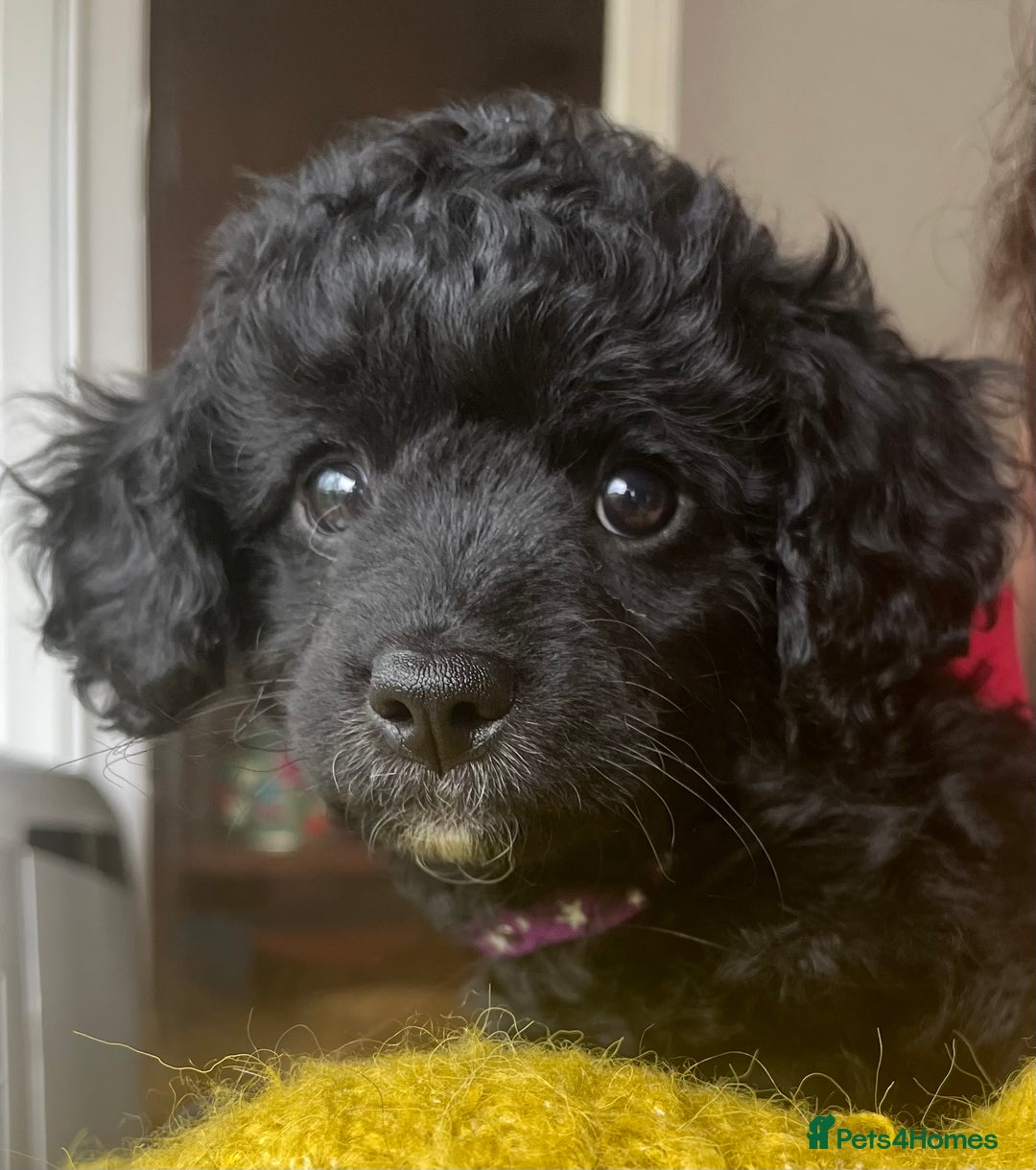 Cavapoochon dogs for sale: DNA clear, home raised, happy Cavapoochon Puppies - Image 6