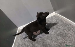 Mixed Breed dogs for sale: German Shepherd x huskita.  - Image 1