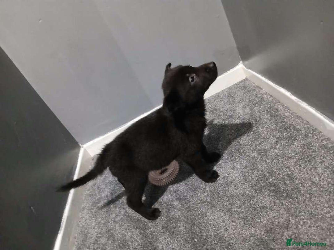 Mixed Breed dogs for sale: German Shepherd x huskita.  - Image 1
