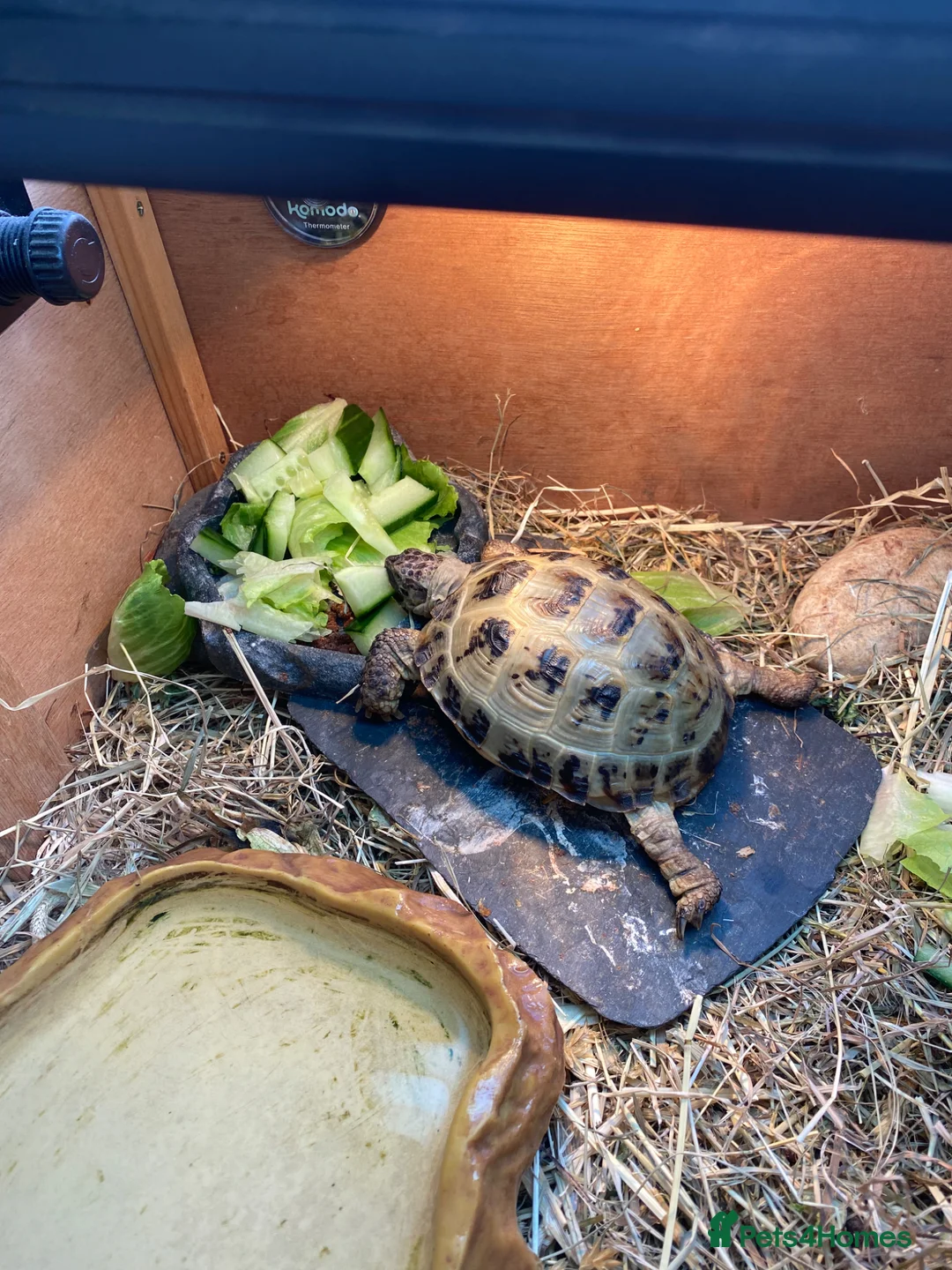Tortoise reptiles for sale: Horsefield totoise in Runcorn - Advert 2