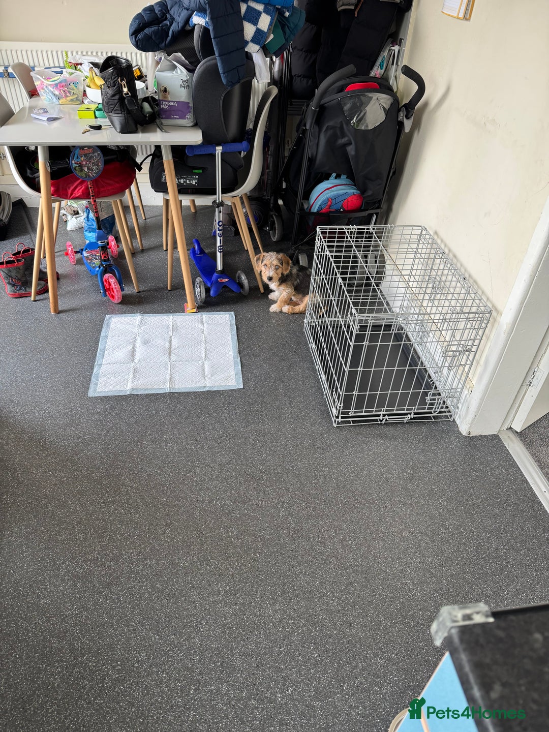 Mixed Breed dogs for sale: Bruno yorkie cross sausage dog  - Image 7