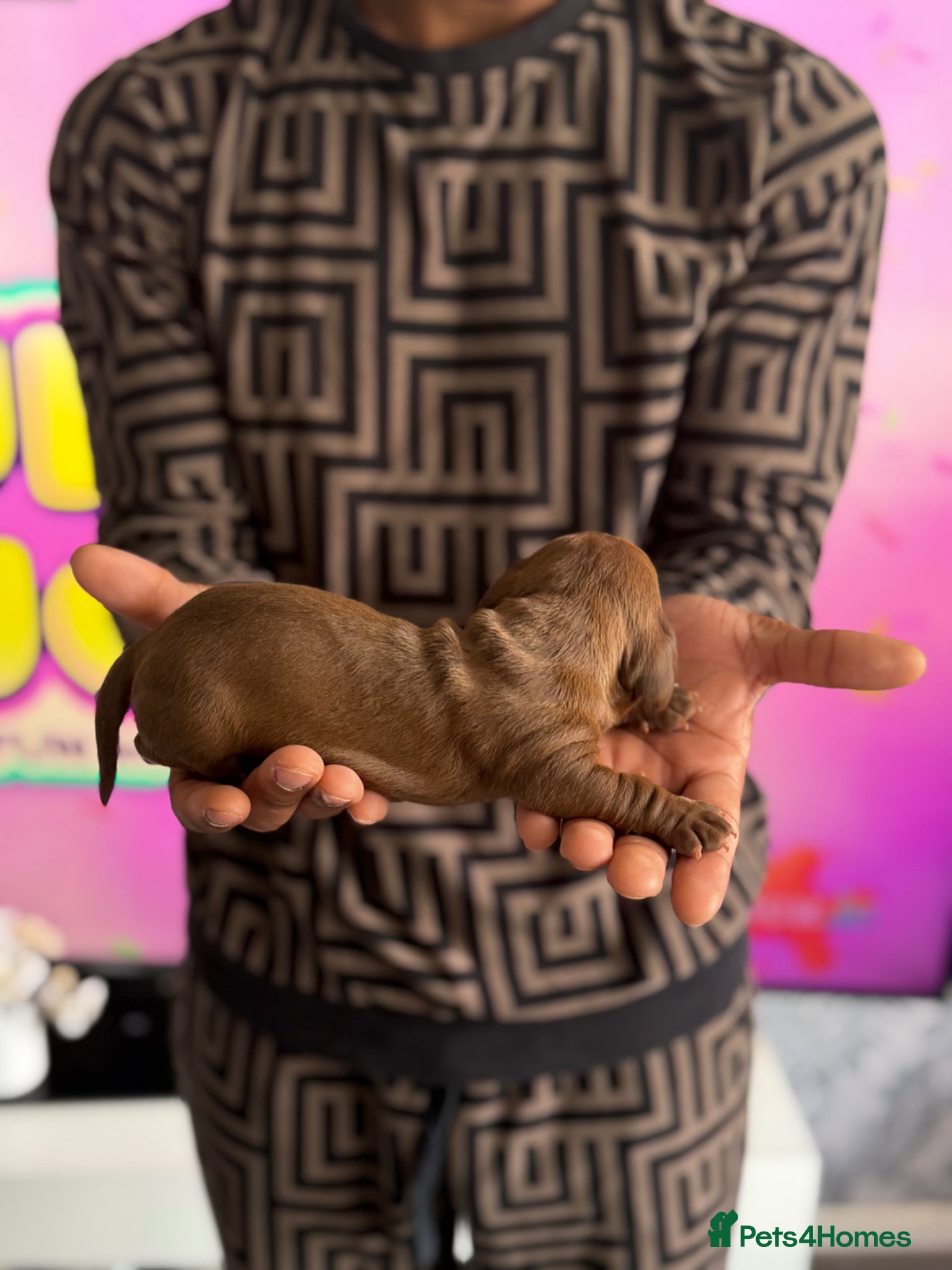 Miniature Dachshund dogs Miniature dachshunds  - Advert 1