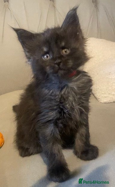 Maine Coon cats GCCF Reg Black Smoke Maine Coon Kittens - Advert 1